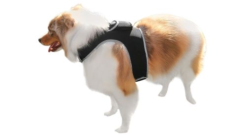 Wireless Mini Realtime GSM GPS Tracking Dog Collar Locator Waterproof Size:M