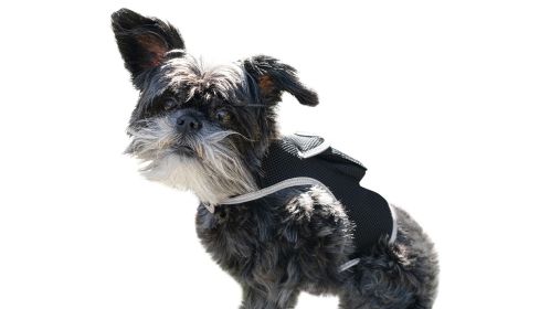 Realiable Realtime Waterproof Mini GSM GPRS GPS Pet Tracker + SIM Slot Size:XS